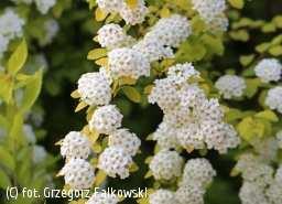 wegetacji. Kwiaty różowe, drobne, ok. 5 mm, zebrane w płaskie kwiatostany do 10 cm średnicy na końcach tegorocznych pędów. Kwitnie obficie latem, VI-VII.