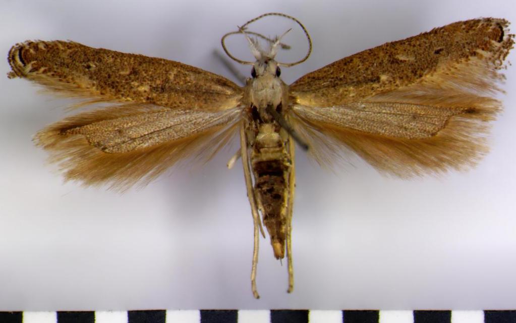 Nowe stanowisko Isophrictis kefersteiniellus (ZELLER,1850) (Lepidoptera, Gelechiidae) w Bułgarii. New record of Isophrictis kefersteiniellus (ZELLER,1850) (Lepidoptera, Gelechiidae) from Bulgaria.
