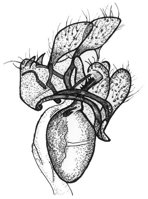 a) b) Fig 2. Isophrictis kefersteiniellus (ZELLER, 1850) Literatura ZELLER P. C. (1850) Verzeichniss der von Herrn Jos.