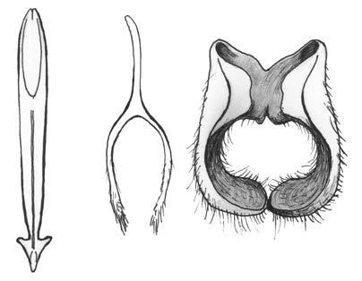 Slovakia, Burdov, VI 2015, leg. J. KLASIŃSKI a) b) c) Fig 2.