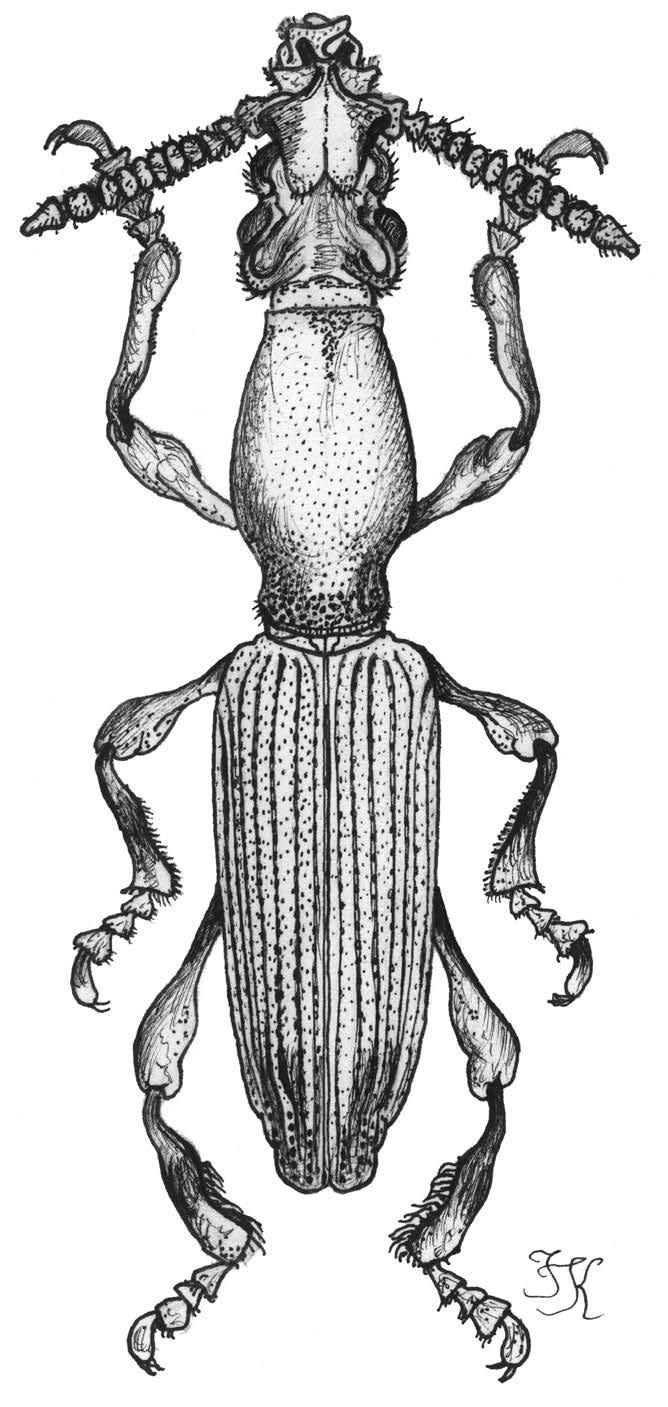 Fig 3.