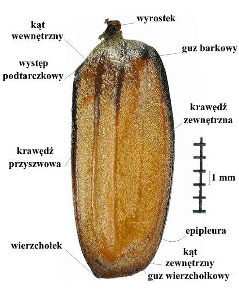 Rys. 1. Budowa pokrywy na przykładzie chrząszcza Melolontha melolontha (L., 1758) U analizowanych rodzin chrząszczy pokrywy są silnie zesklerytyzowane, osłaniają śródtułów, zatułów oraz miękki odwłok.