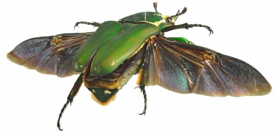 Rys. 4. Chrząszcz Mecynorrhina torquata immaculicollis (F., 1775) Rys. 5. Chrząszcz Mecynorrhina torquata ugandensis (M.