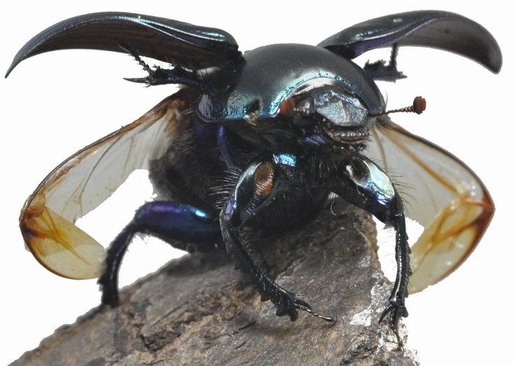 Rys. 6. Chrząszcz Geotrupes stercorarius (L.