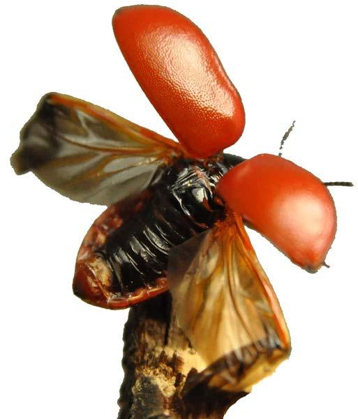 Rys. 8. Chrząszcz Chrysomela populi (L.