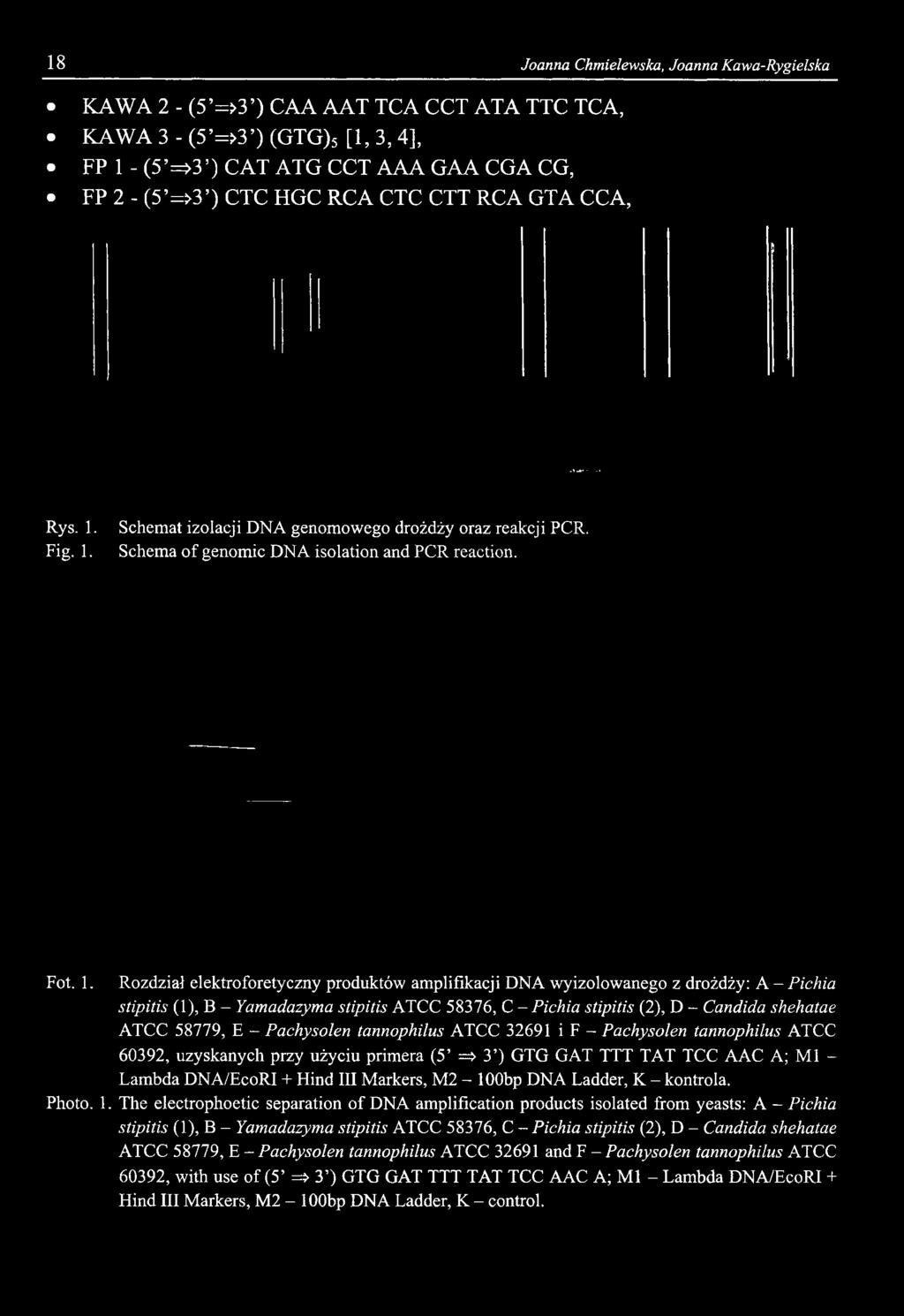 Rozdział elektroforetyczny produktów amplifikacji DNA wyizolowanego z drożdży: A - Pichia 60392, uzyskanych przy użyciu primera (5 => 3 )