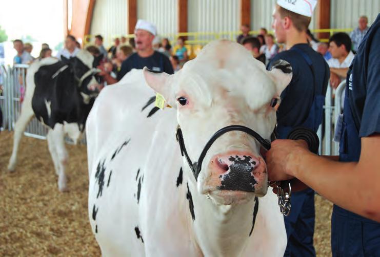 Polska Federacja Hodowców Bydła i Producentów Mleka Region Oceny Bydgoszcz z/s w Minikowie Tabela 11a: Użytkowanie rozpłodowe ocenianych krów mlecznych wg województw w 2014 roku.