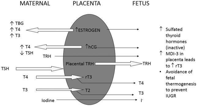 Interakcja hormonów tarczycy