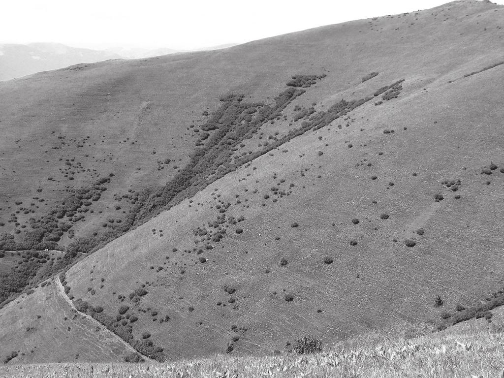 Green alder communities in northern part of Chornokhora Mts. Ryc. 4.