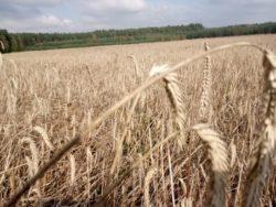 .pl Zbiory zbóż jarych w Polsce w 2017 r. wg. GUS Oceniamy, że żniwa, jeśli chodzi o wielkość zbiorów i produkcji, były jednymi z lepszych w ostatnich latach.