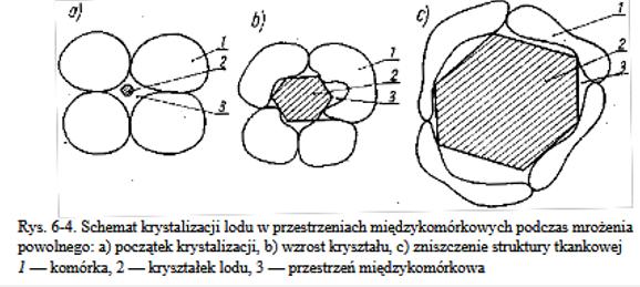 powstaniu większych kryształów lodu, które są przyczyną niszczenia wewnętrznych struktur komórki i przemarznięcia drzew.