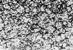 Surfce topogrphy of the composite lyers of the nitrided