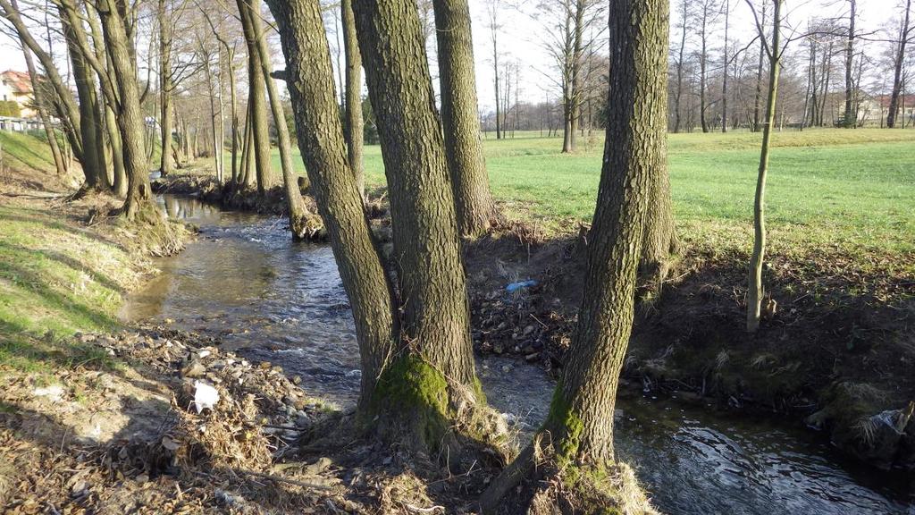 3 Ciek po selektywnym usunięciu pojedynczych drzew z jego brzegów (Działanie 3).