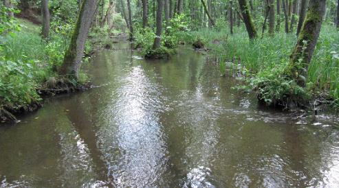 przyrodnicze 3260). Fot. P.