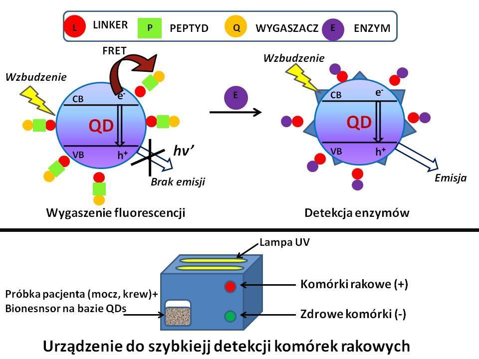 Domieszkowanie kropek kwantowych metalami ziem rzadkich (Eu, Er, Tb, Ho, Yb)