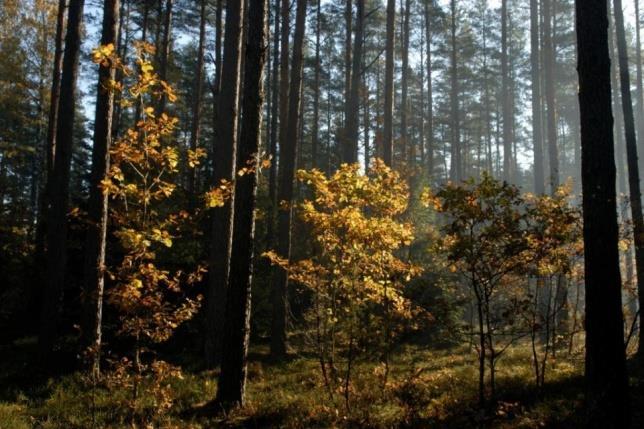 www.plaska.
