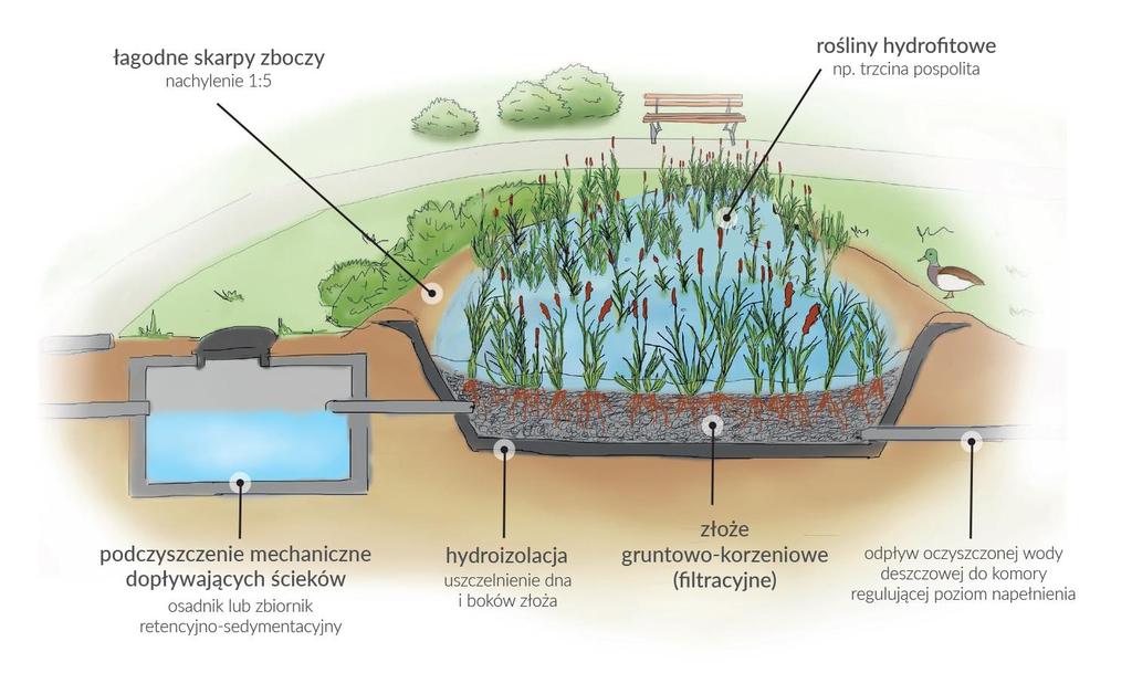 funkcjonujących w specjalnie zaprojektowanych złożach - filtrach roślinnych - złożonych na przykład