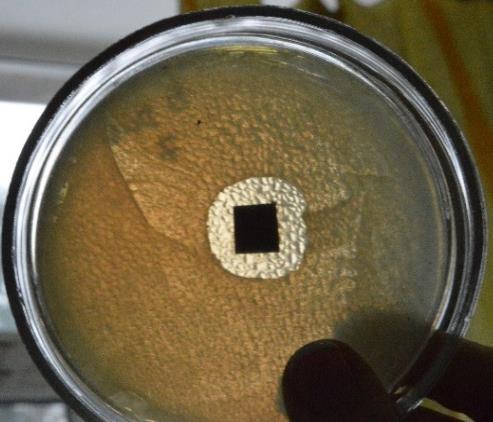 Dodatek biocydu zwiększa również odporność na rozdzieranie skór modyfikowanych glinokrzemianami.