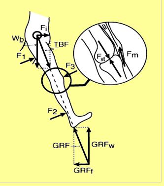 Siły bezpośrednio związane z przenoszeniem obciążeń w kończynie dolnej zawierają: - siły mięśniowe Fm, - siły występujące w stawach Fst, - ciężar ciała Wb = mg oraz siły inercji Fi, które razem