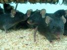 6 szczep wsobny szczurów Wistar Kyoto WKY/NCrl 4.