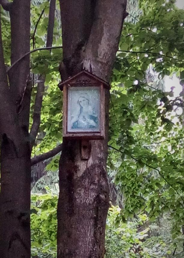 Na pograniczu Olszyn i Jodłówki Tuchowskiej na leśnej polanie, która obecnie jest własnością Andrzeja Dziubana na drzewie powieszona jest drewniana oszklona