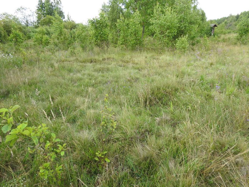 Fot. 1. Monitorowany w 2017 r. płat murawy bliźniczkowej o nr 6230_27 w basenie dolnym doliny Biebrzy (fot. A.