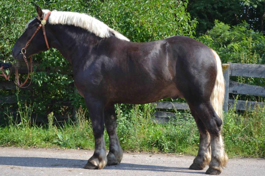 Nr kat.7. Ogier RYWAL, rasa: polski koń zimnokrwisty Ogier urodzony 18.04.2015 roku, maści kasztanowatej 2414 G Bł BOLTRAM (z) 6242 G Bł RANDA (z) 1510 G Gd LOTRAM (z) 3980 G Gd BERYL (ard.szw.