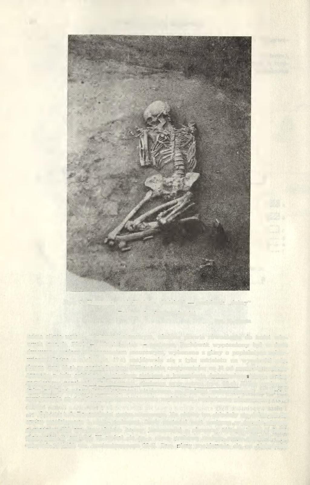 54 KRZYSZTOF TUNIA Ryc. 5. Koniusza, woj. Kraków. Obiekt 2 pochówek dolny'' Feature 2, flower" burial Fot. K. Tunia udzia silnie ugięte w stawie kolanowym, ułożone prawie równolegle do kości udowych (ryc.