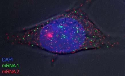 Single molecule FISH to metoda in situ hybrydyzacji pozwalająca na obrazowanie pojedynczej cząsteczki mrna w komórce dzięki wykorzystaniu wielu fluorescencyjnie wyznakowanych sond zaprojektowanych do