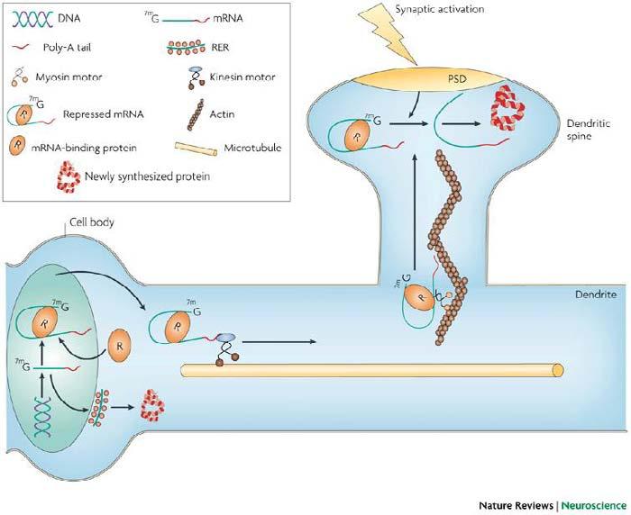 Local mrna