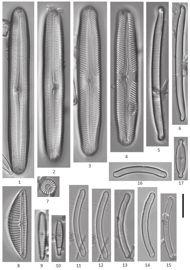 176 ROCZNIKI BIESZCZADZKIE 26 (2018) Ryc. 2./Fig. 2. Wybrane gatunki okrzemek stwierdzone na torfowisku Wołosate/Selected diatom taxa noted on Wołosate peat bog: 1-2 Pinnularia rupestris, 3-4 P.