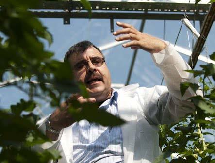 Jednym z najważniejszych celów projektu Tomato Academy jest prowadzenie szczegółowych i wnikliwych doświadczeń odmianowych, które prowadzimy we współpracy z doświadczonymi producentami w