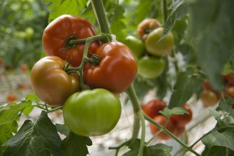 Producenci podkreślają, że wyższe plony i przychody w tym okresie odmiany Brightina dają lepsze efekty ekonomiczne od odmian, które lepiej plonują w okresie lata, jednak często bardzo niskie ceny