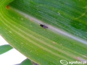 .pl https://www..pl fot. użytkownik: kusaska Ploniarka zbożówka. Warto zwrócić uwagę również na prawidłowo wykonane zabiegi agrotechniczne.