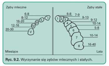 Zęby Wyrzynanie się zębów mlecznych rozpoczyna się ok. 6 miesiąca życia. W wieku ok.