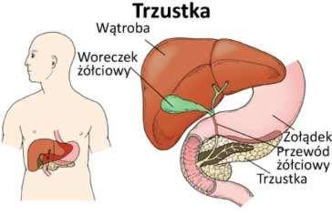 Gruczoły dodatkowe: trzustka Trzustka leży po lewej stronie nadbrzusza wydziela do światła dwunastnicy enzymy trawienne: amylazę trzustkową, lipazę trzustkową, nukleazy trypsynogen, chymotrypsynogen