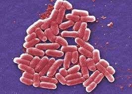Bakterie przewodu pokarmowego Escherichia coli (pałeczka okrężnicy) Escherichia coli są nam na ogół przyjazne. Zadomowiona w naszym układzie pokarmowym, odpowiada za 60-70 proc.