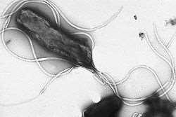 Obecnie wiadomo, że H. pylori odpowiada w przybliżeniu za 80% przypadków choroby wrzodowej żołądka i 90% przypadków choroby wrzodowej dwunastnicy.