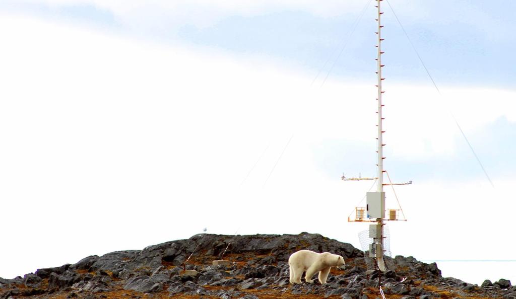 8 Niedźwiedź polarny stojący przy maszcie meteorologicznym (Sabina