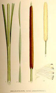 Pałka wąskolistna (Typha angustifolia, L.) gatunek roślin należący do rodziny pałkowatych (Typhaceae). Gatunek szeroko rozprzestrzeniony.