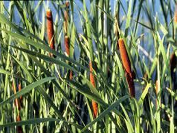 id_plant=tyan występuje masowo, tworząc duże szuwary, często tworzące pas roślinności przybrzeżnej najdalej wnikający w toń wodną.