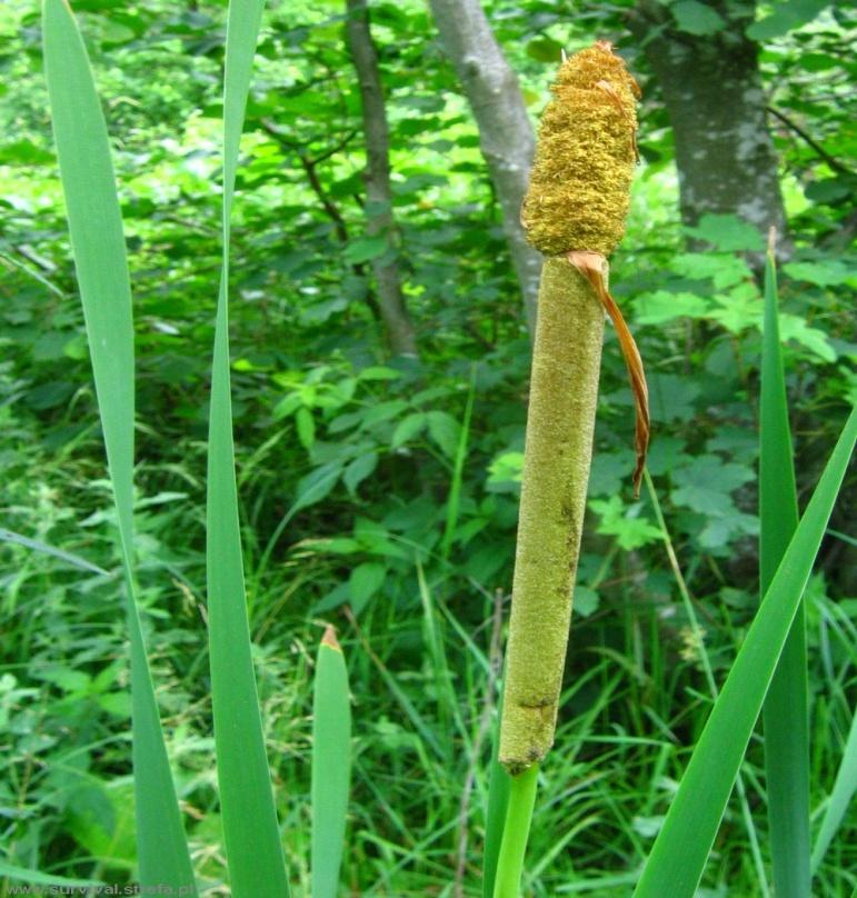 angustifolia jest skuteczny w leczeniu zarówno ostrych jak i przewlekłych stanów