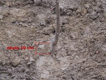 dołek należy oddzielić glebę wybraną z górnej warstwy od tej z podglebia (fot. 17). Po wykopaniu dołka można przystąpić do sadzenia drzewek. Potrzebne są do tego celu 2 osoby.