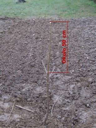 Drzewka mogą być różnej jakości bez rozgałęzień, z wieloma pędami bocznymi odchodzącymi od przewodnika pod bardzo ostrym kątem lub też z licznymi pędami o szerokich kątach rozwidleń.
