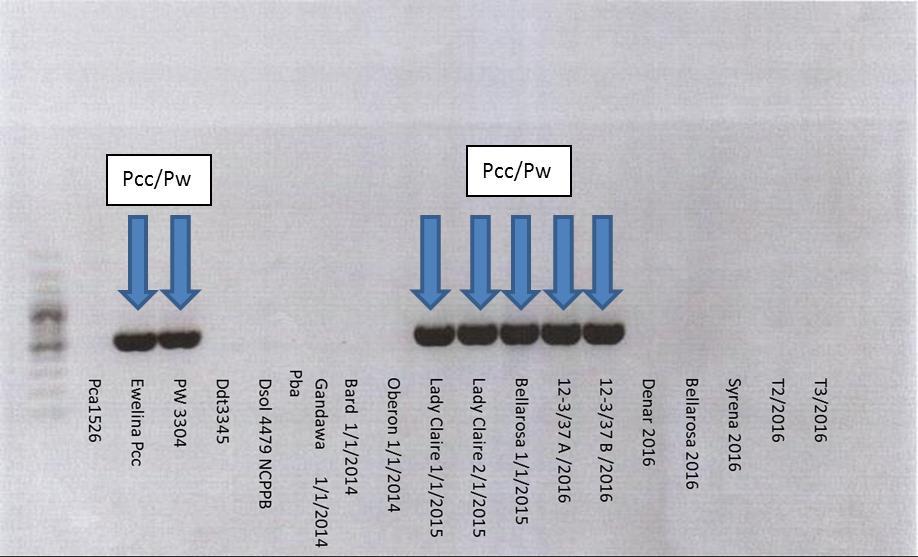Pectobacterium carotovorum subsp. carotovorum/ P.