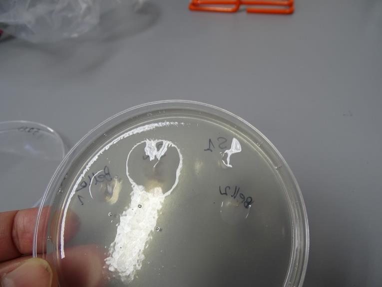 carotovorum Lady Claire 1/1/2015, Lady Claire 2/1/2015, 12-3/37A/2016,