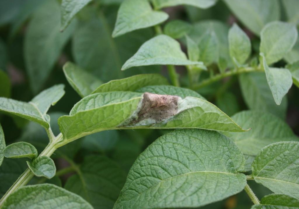 Phytophthora