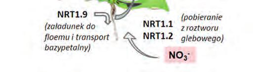 Rycina 3. Lokalizacja i fizjologiczna funkcja transporterów azotanów NRT1 u Arabidopsis thaliana. Dokładniejszy opis funkcji poszczególnych białek znajduje się w tekście.
