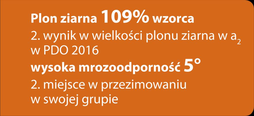 wysoka przed zbiorem