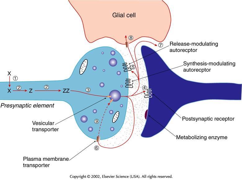 X-prekursor Z-neurotransmiter 3-ładowanie do pęcherzyków 4-uwolnienie i złączenie z receptorem 5-z autoreceptorem